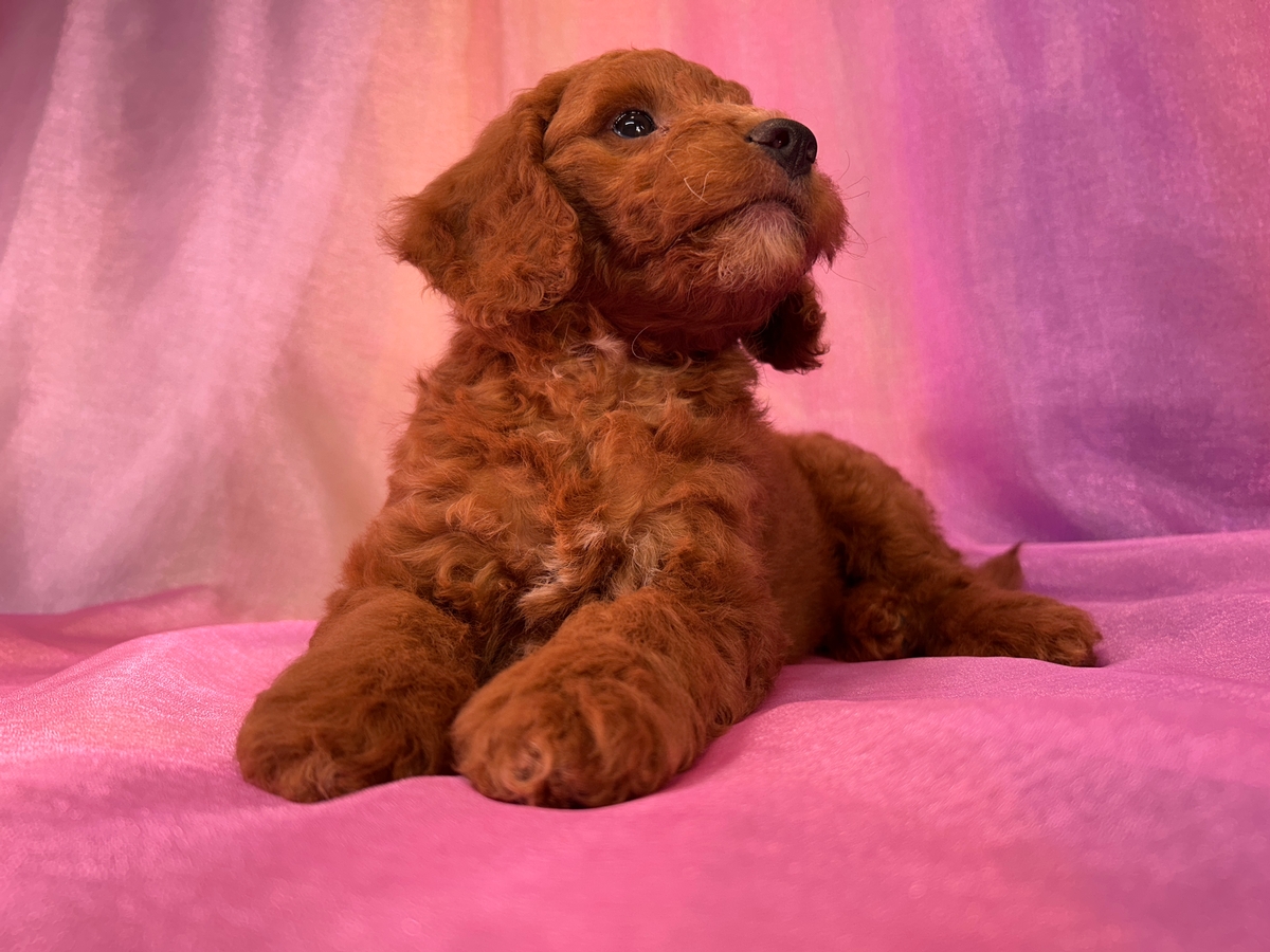 Dark Red F1b Mini Goldendoodle Male for Sale DOB 4-22-2024 $1200
